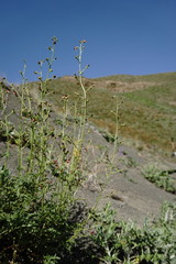 Scrophularia olympica