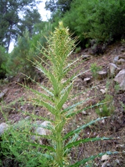 Ptilostemon casabonae