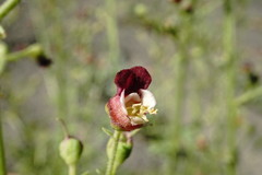 Scrophularia olympica