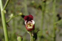 Scrophularia olympica