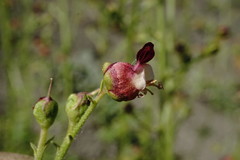 Scrophularia olympica