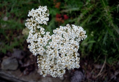 Achillea ligustica
