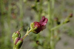 Scrophularia olympica