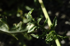 Scrophularia olympica