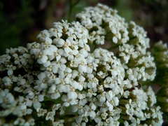 Achillea ligustica