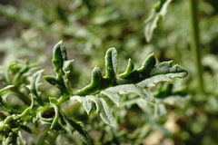 Scrophularia olympica