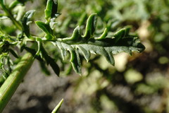 Scrophularia olympica