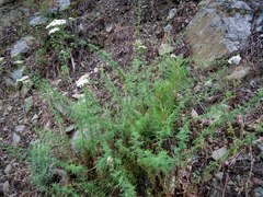 Achillea ligustica