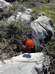 Haemanthus