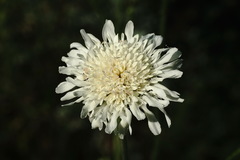 Knautia involucrata