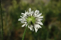 Knautia involucrata