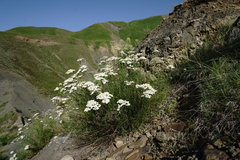 Achillea ptarmicifolia
