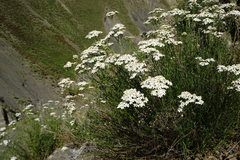 Achillea ptarmicifolia