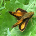 Hobomok Skipper - Photo (c) smwhite, some rights reserved (CC BY-NC), uploaded by smwhite