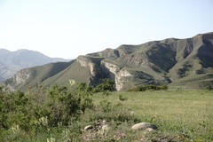 Astragalus galegiformis
