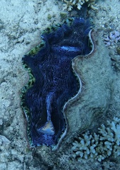 Tridacna derasa