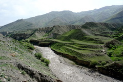 Heracleum grandiflorum