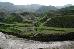 Heracleum grandiflorum