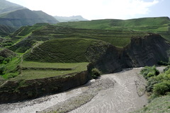 Heracleum grandiflorum