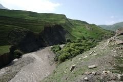 Heracleum grandiflorum