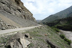 Chenopodium sosnowskyi