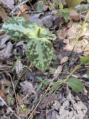 Trillium luteum