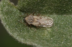 Gargaphia iridescens