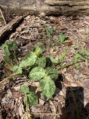 Trillium luteum