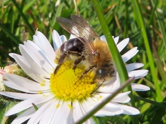 Andrena nitida