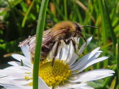 Andrena nitida