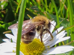 Andrena nitida