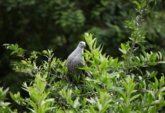 Columba hodgsonii