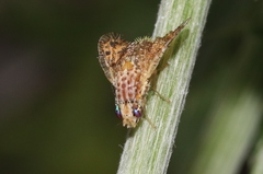 Paracantha culta