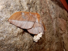 Cricula agria