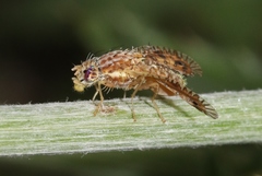 Paracantha culta