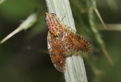 Paracantha culta