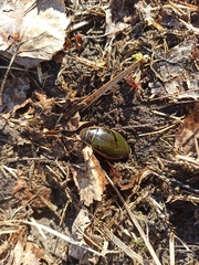 Dytiscus marginalis