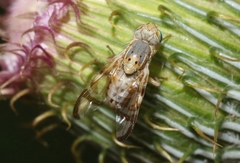 Terellia palposa