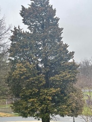 Chamaecyparis obtusa