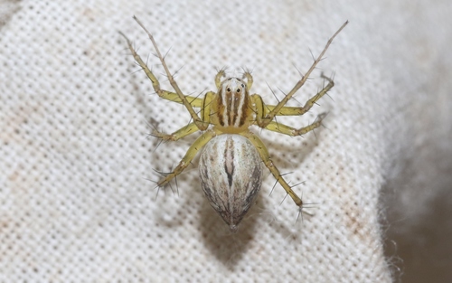 Striped Lynx Spider