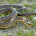Aesculapian Snake - Photo (c) Paul Cools, some rights reserved (CC BY-NC)