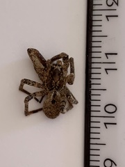 Zoropsis spinimana