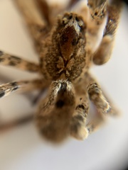 Zoropsis spinimana