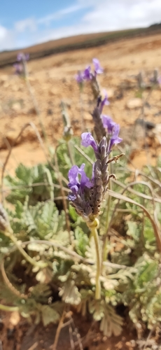 Lavandula pinnata image