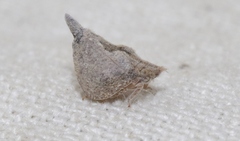 Mistharnophantia