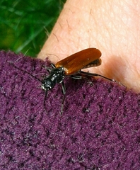 Cantharis palliata