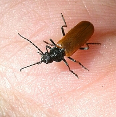 Cantharis palliata