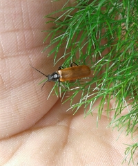 Cantharis palliata