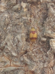 Monolepta bifasciata