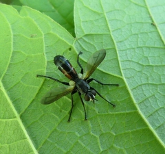 Cylindromyia bicolor
